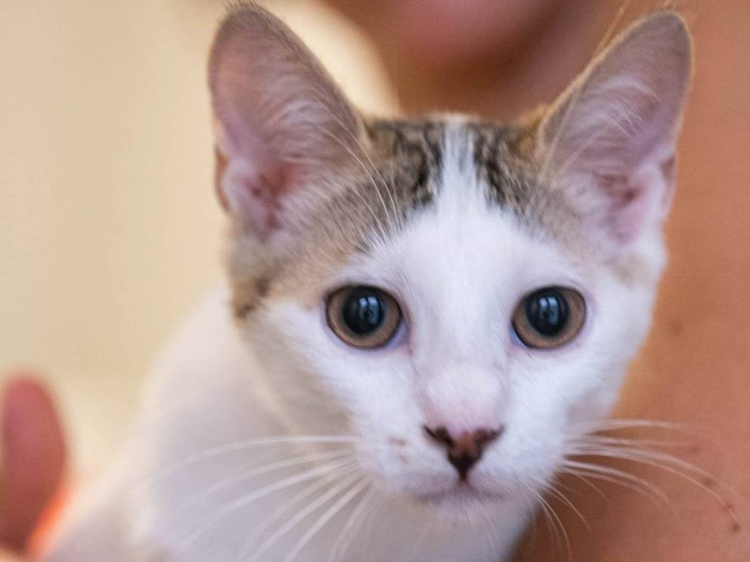 Adotta un gatto, maschio, 4 mesi, Livorno