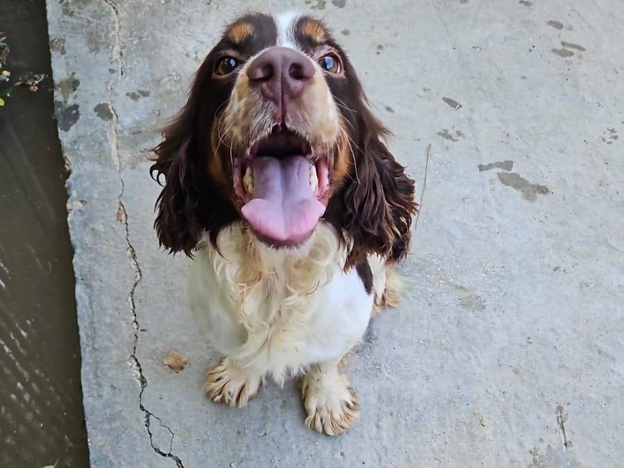 Adotta un cane, maschio, 5 anni e 1 mese, Latina