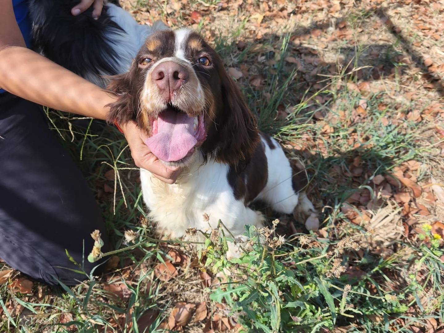 Vuoi adottare un cane a Latina?