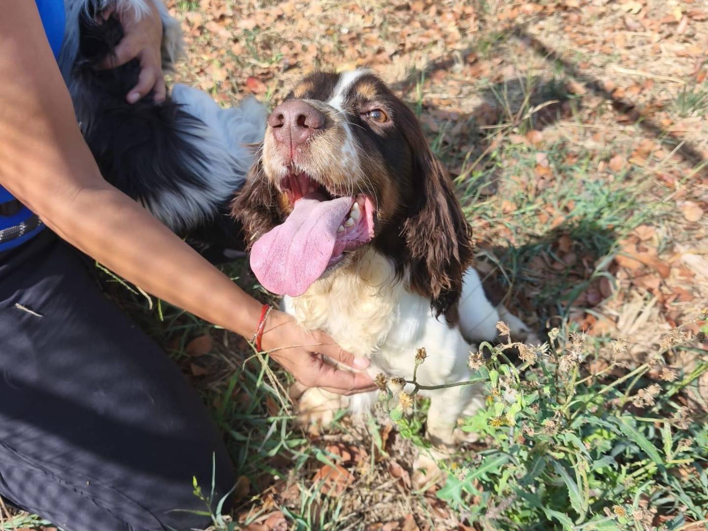 Adotta il cane Bruno a Latina