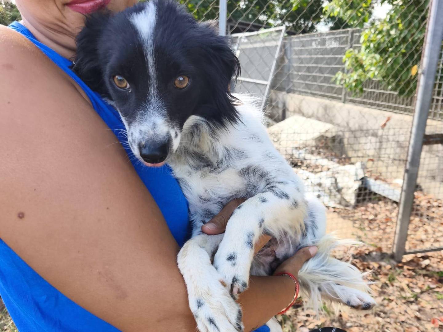 Adozione cane, maschio, Razza sconosciuta Razza sconosciuta, 1 anno e 5 mesi, taglia piccola, Latina