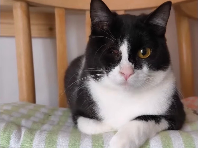 Adotta un gatto, taglia non valida, femmina, Bari