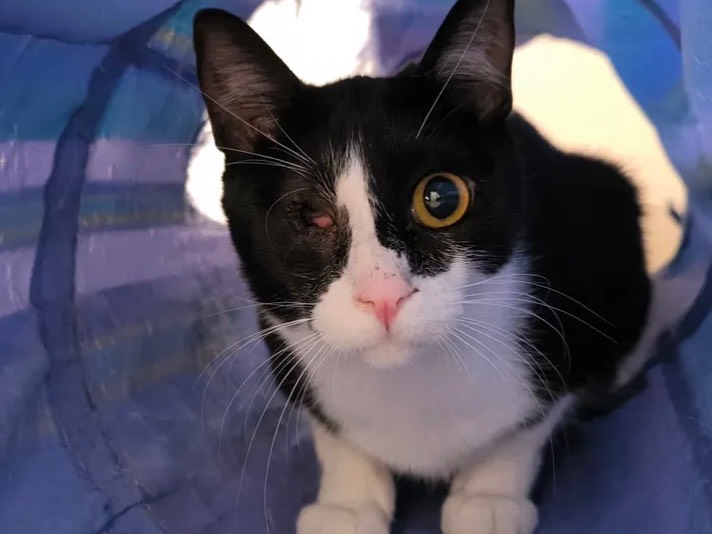 Vuoi adottare un gatto a Bari?
