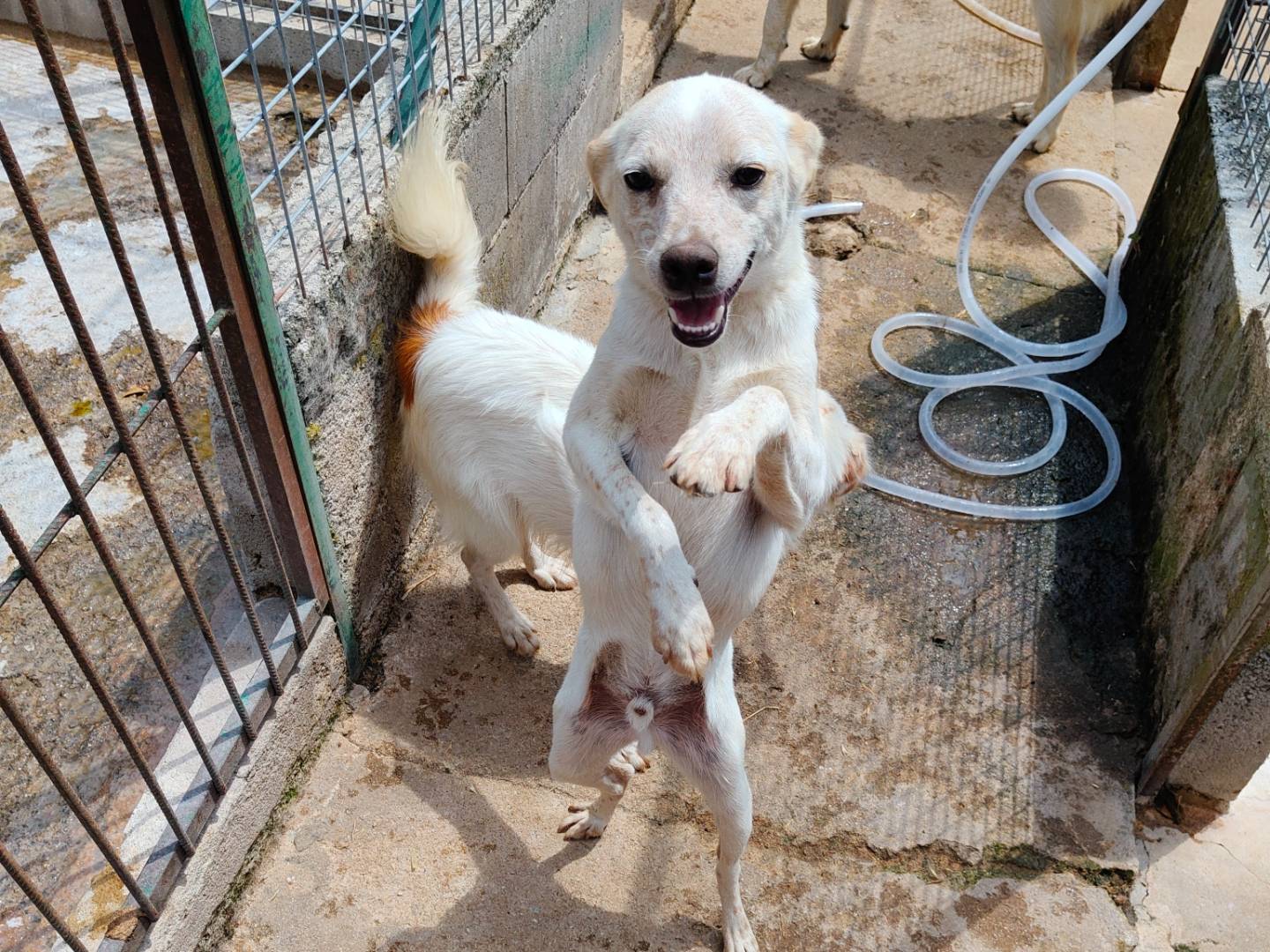 Adozione cane, maschio, Razza sconosciuta Razza sconosciuta, 1 anno, taglia piccola, Vibo