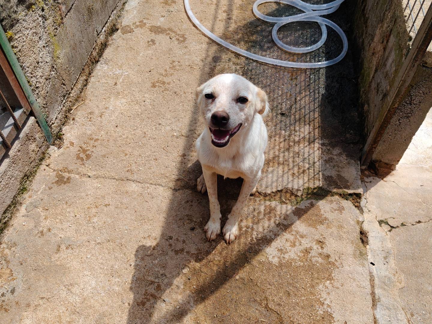 Adotta un cane, maschio, 1 anno, Vibo