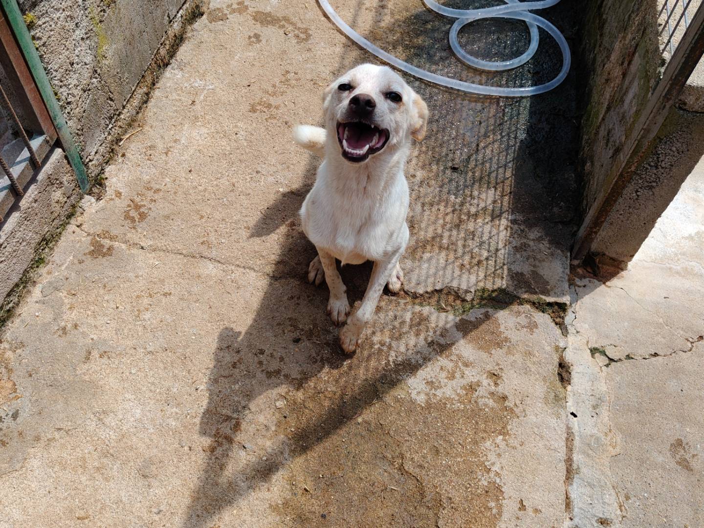 Adotta un cane, taglia piccola, maschio, Vibo