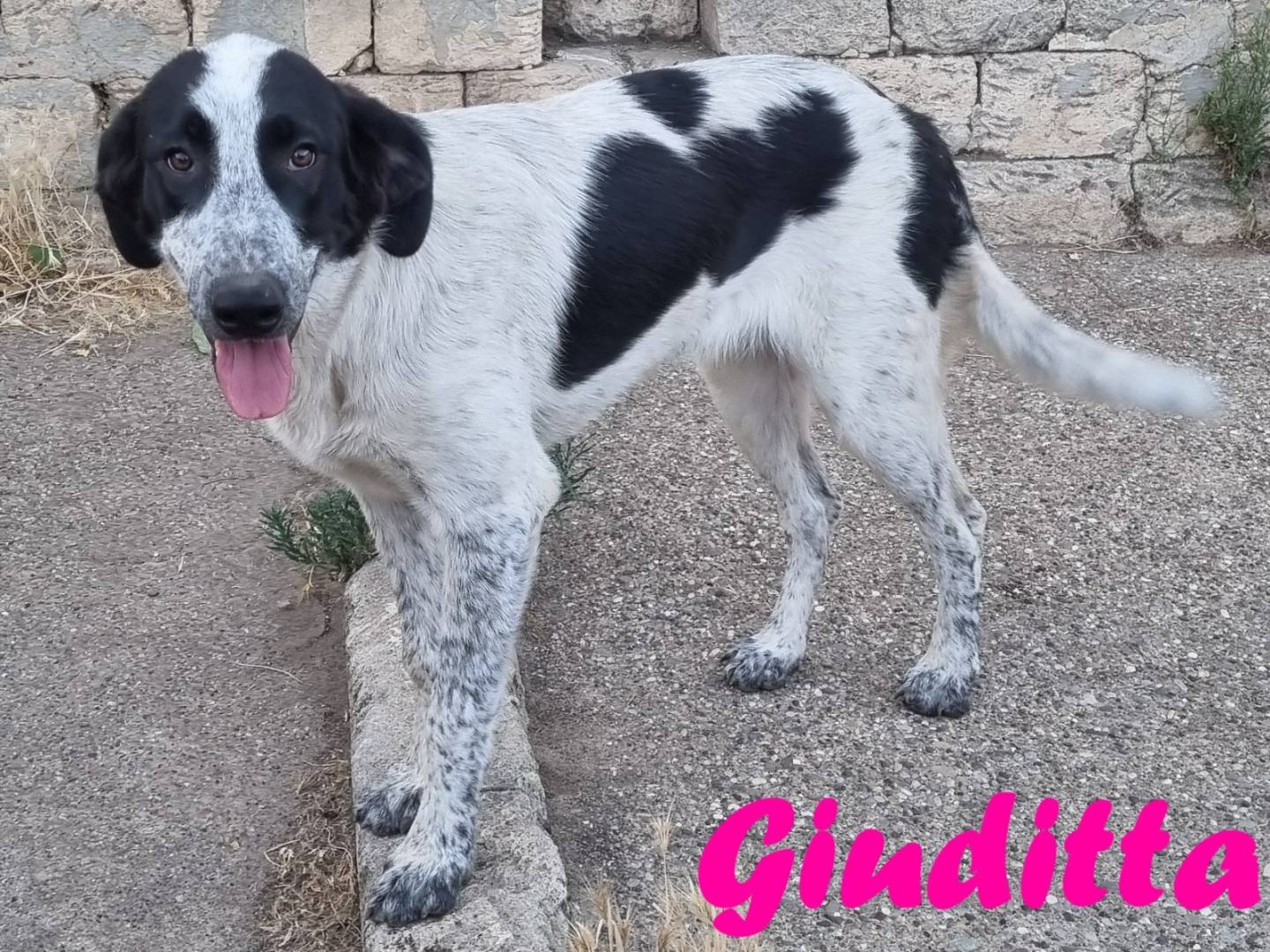 Vuoi adottare un cane a Taranto?