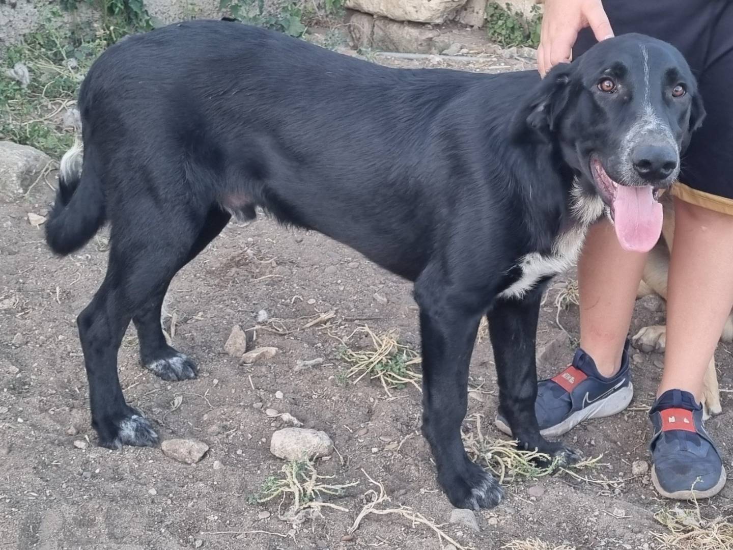 Adotta un cane, taglia grande, maschio, Taranto