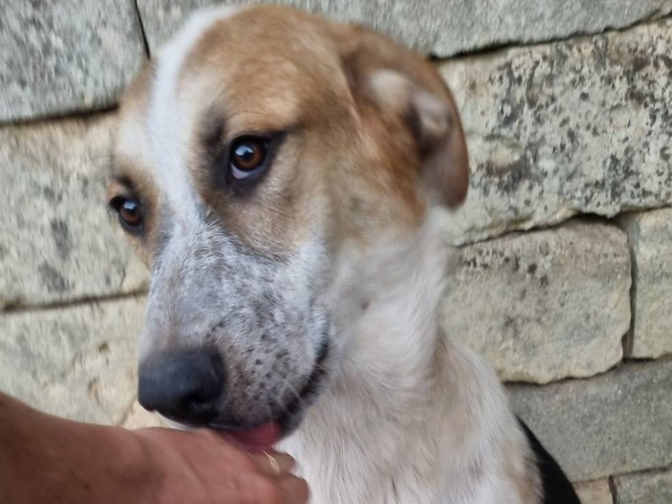 Vuoi adottare un cane a Taranto?