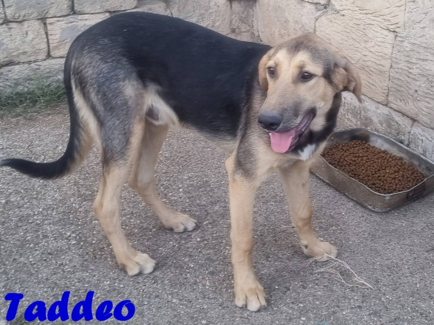Vuoi adottare un cane a Taranto?