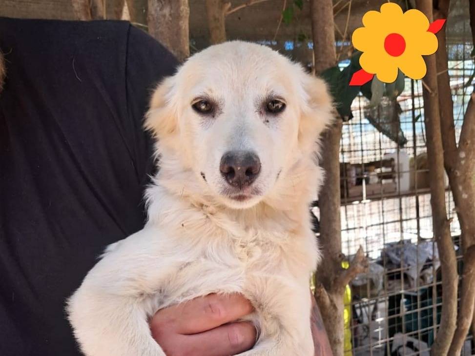 Adozione cane, femmina, Razza sconosciuta Razza sconosciuta, 5 mesi, taglia media, Venezia