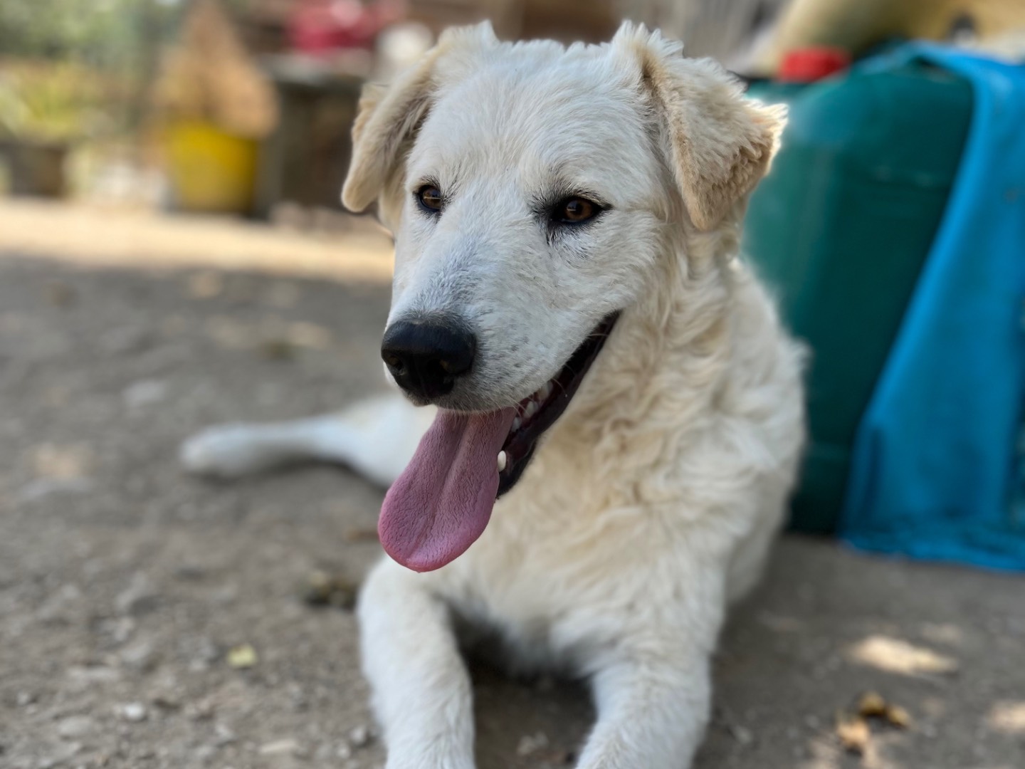Adotta il cane Biancaveve a Chieti