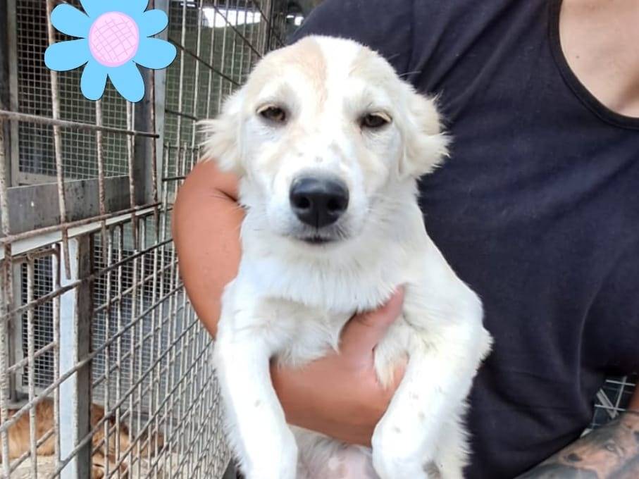 Adozione cane, femmina, Razza sconosciuta Razza sconosciuta, 5 mesi, taglia media contenuta, Belluno