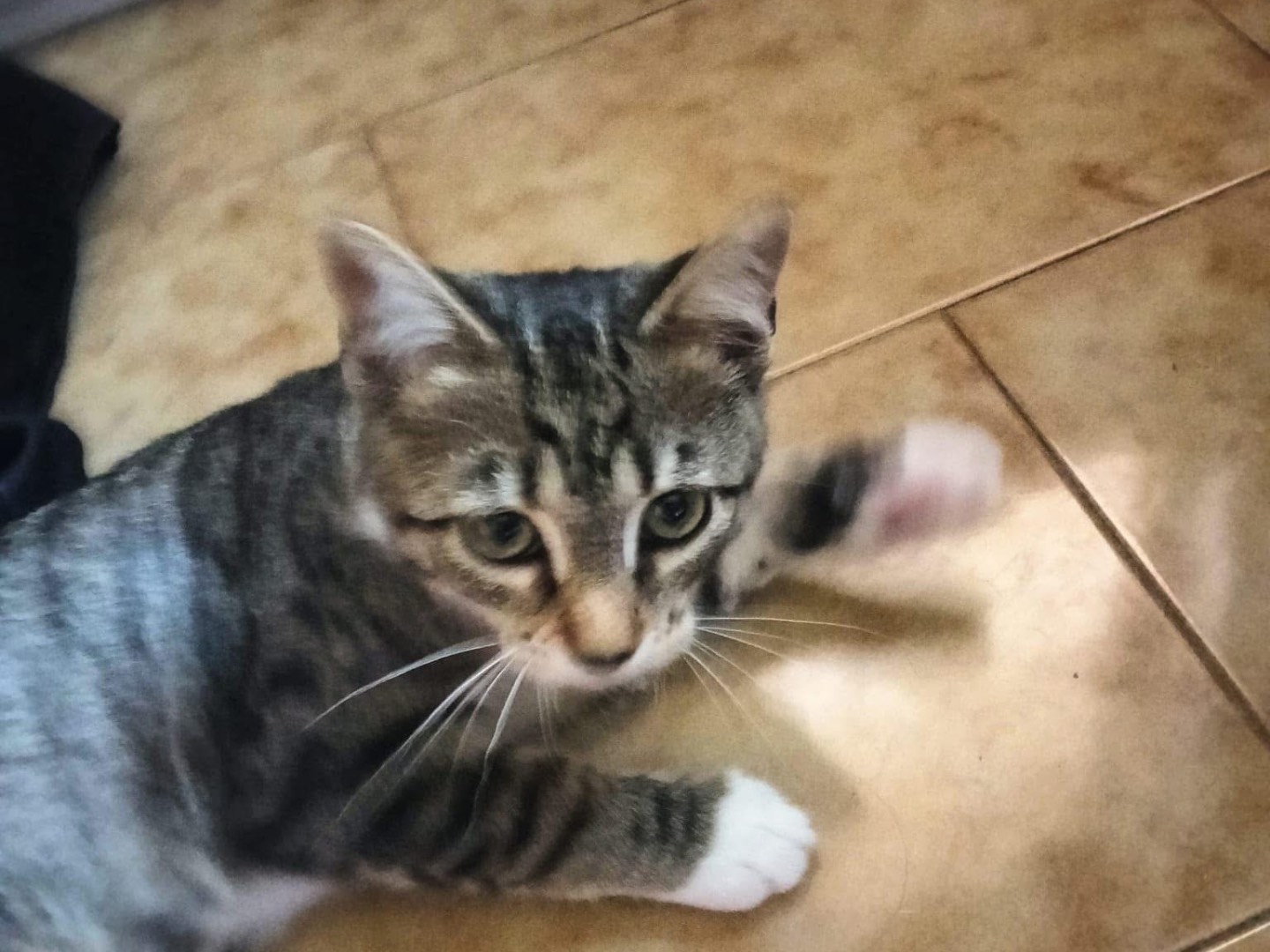 Vuoi adottare un gatto a Lecco?