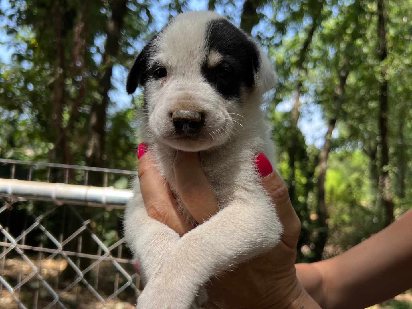 Adozione cane, maschio, Spinone Razza sconosciuta, 1 mesi, taglia media, Roma