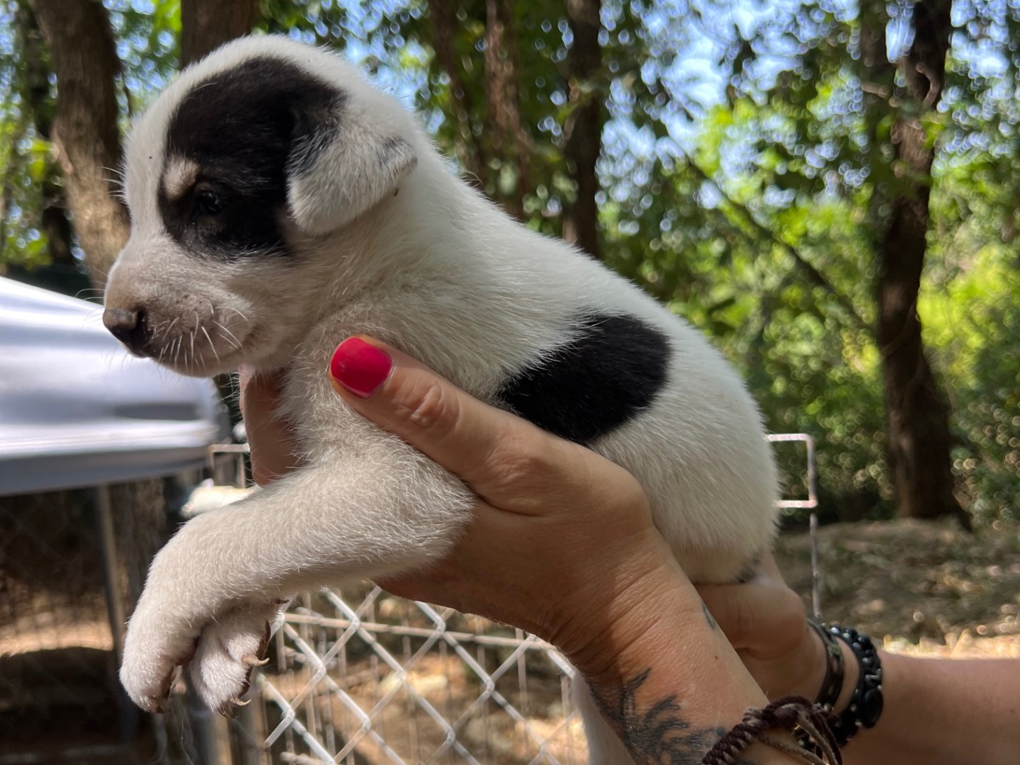 Adotta un cane, maschio, 1 mesi, Roma