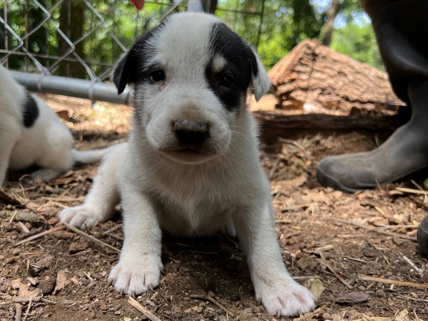 Adotta un cane, taglia media, maschio, Roma