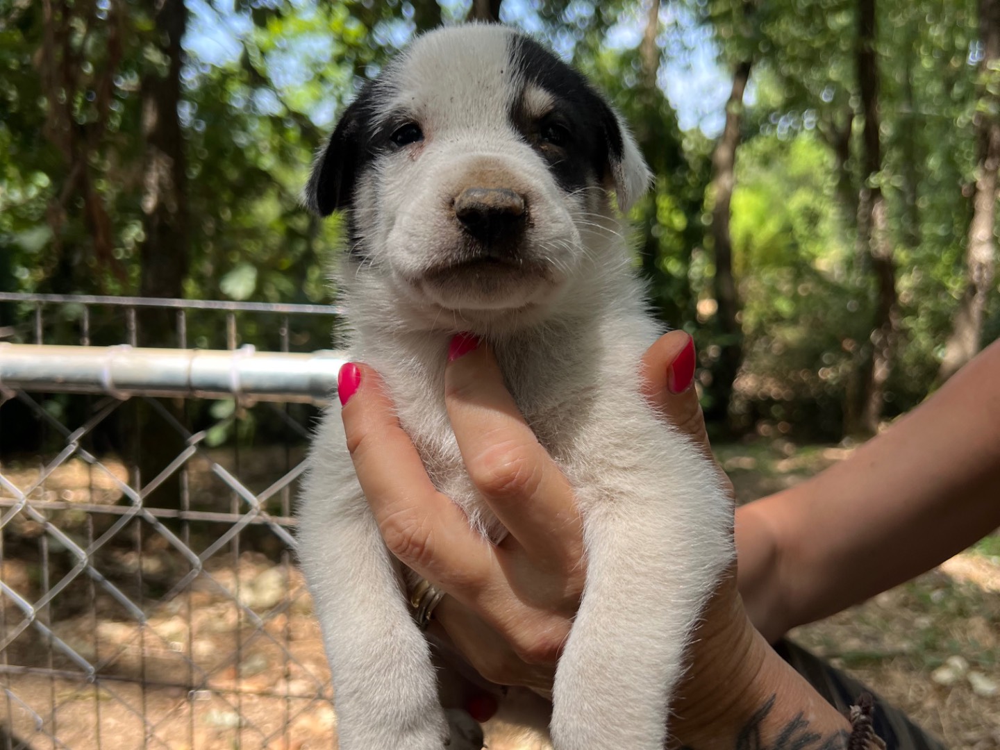 Vuoi adottare un cane a Roma?