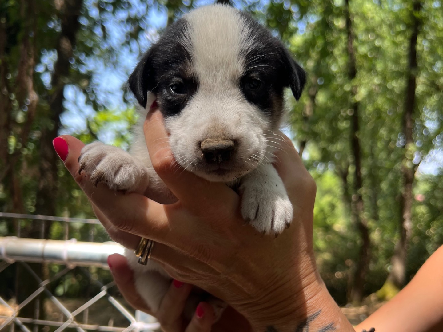Adozione cane, maschio, Spinone Razza sconosciuta, 1 mesi, taglia media, Roma