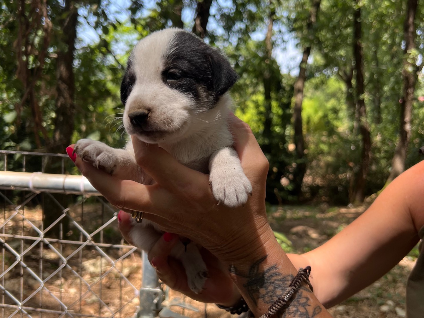 Adotta un cane, maschio, 1 mesi, Roma