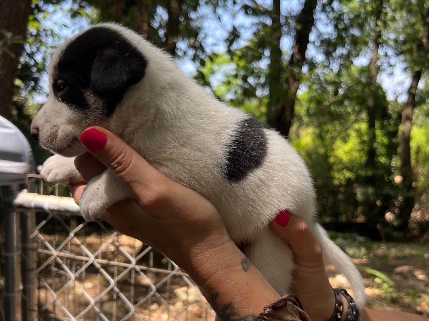 Adotta un cane, taglia media, maschio, Roma