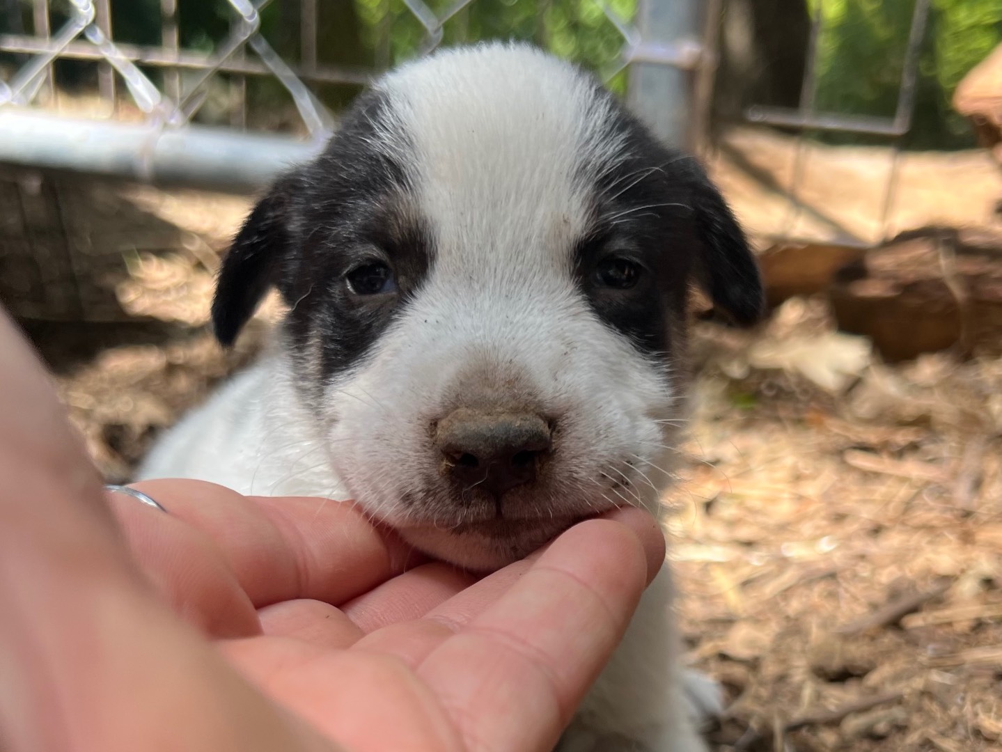 Vuoi adottare un cane a Roma?