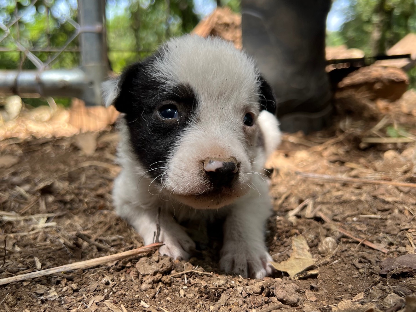 Vuoi adottare un cane a Roma?