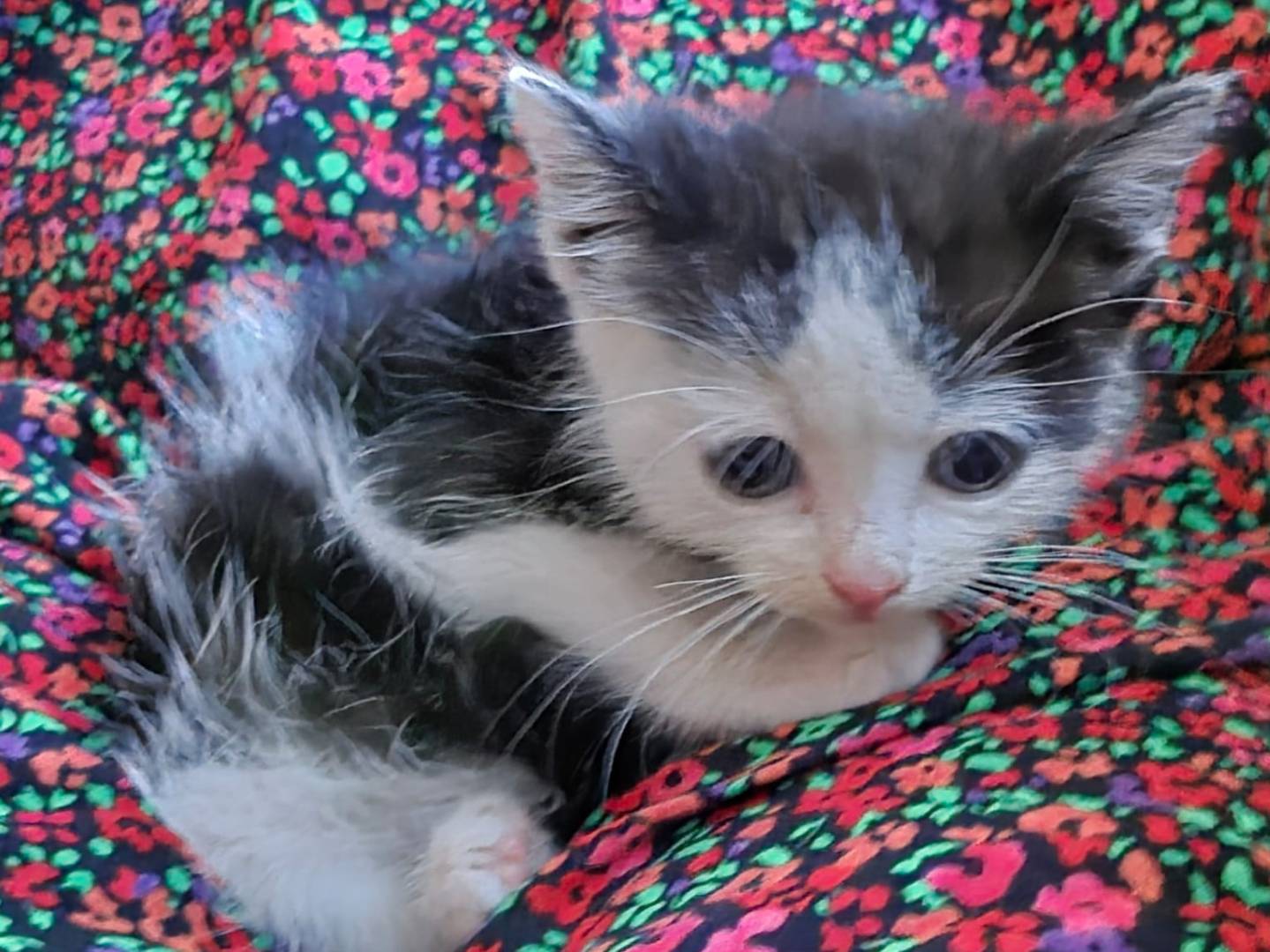 Vuoi adottare un gatto a Bergamo?