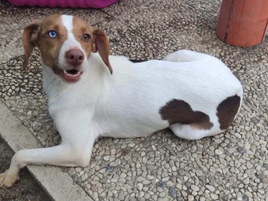 Adozione cane, femmina, Razza sconosciuta Razza sconosciuta, 2 anni e 4 mesi, taglia piccola, Lecco