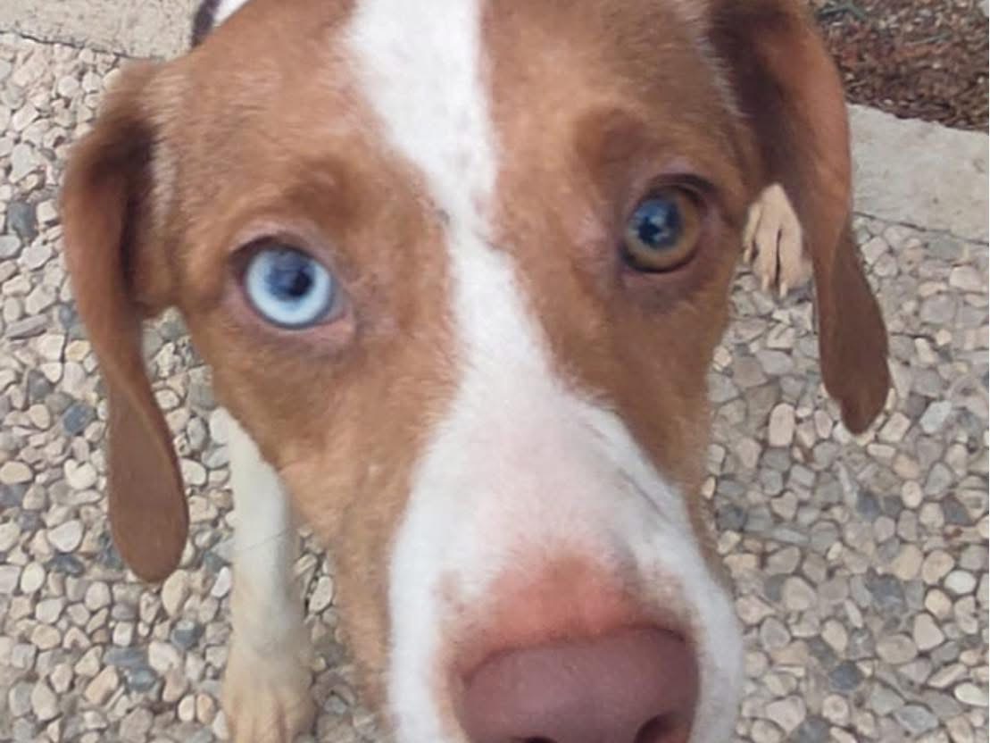 Adotta un cane, femmina, 2 anni e 4 mesi, Lecco