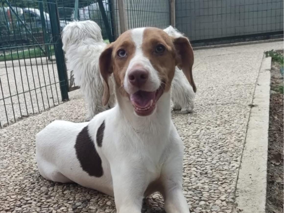 Adotta un cane, taglia piccola, femmina, Lecco