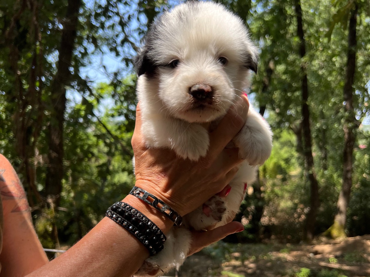 Adozione cane, maschio, Spinone Razza sconosciuta, 1 mesi, taglia media, Roma