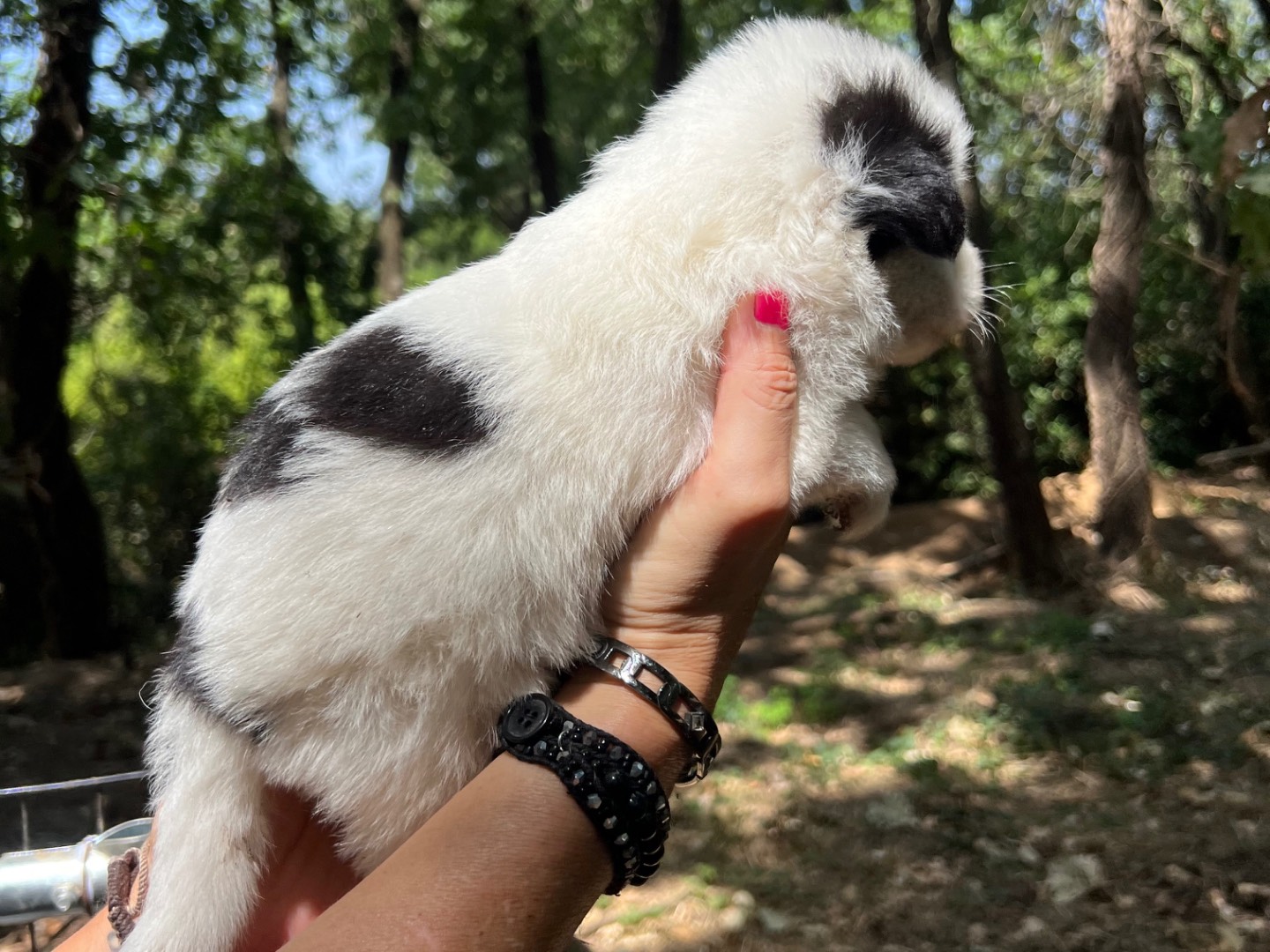 Adotta un cane, maschio, 1 mesi, Roma