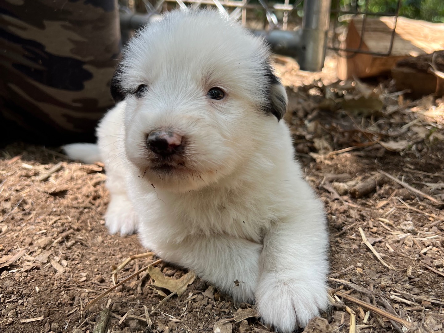 Adotta un cane, taglia media, maschio, Roma