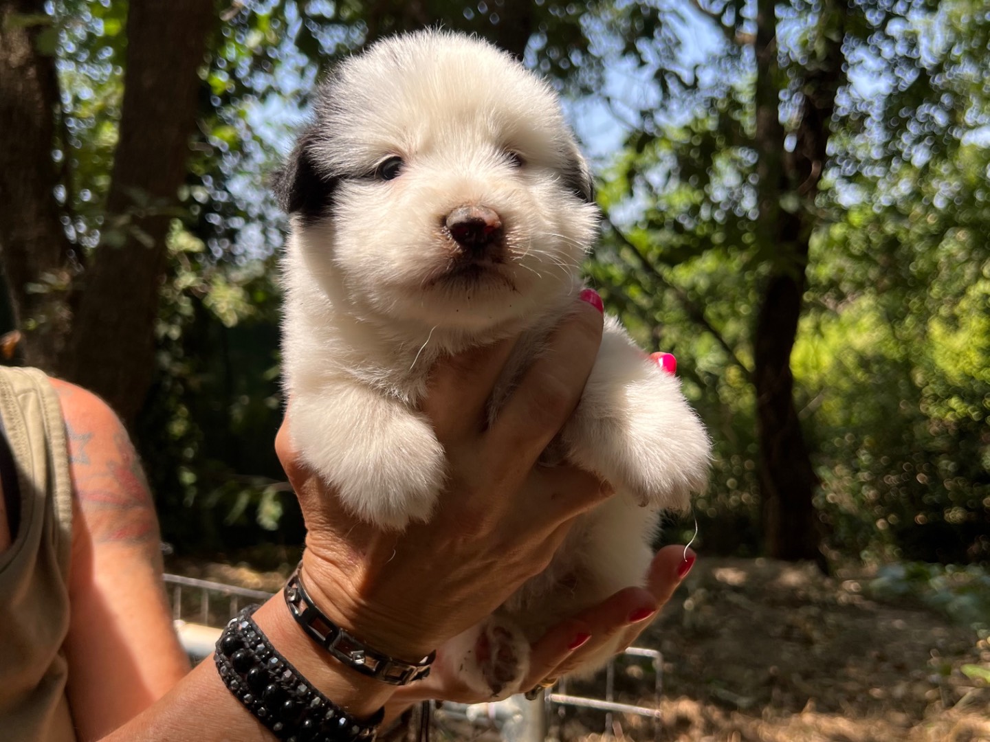Vuoi adottare un cane a Roma?