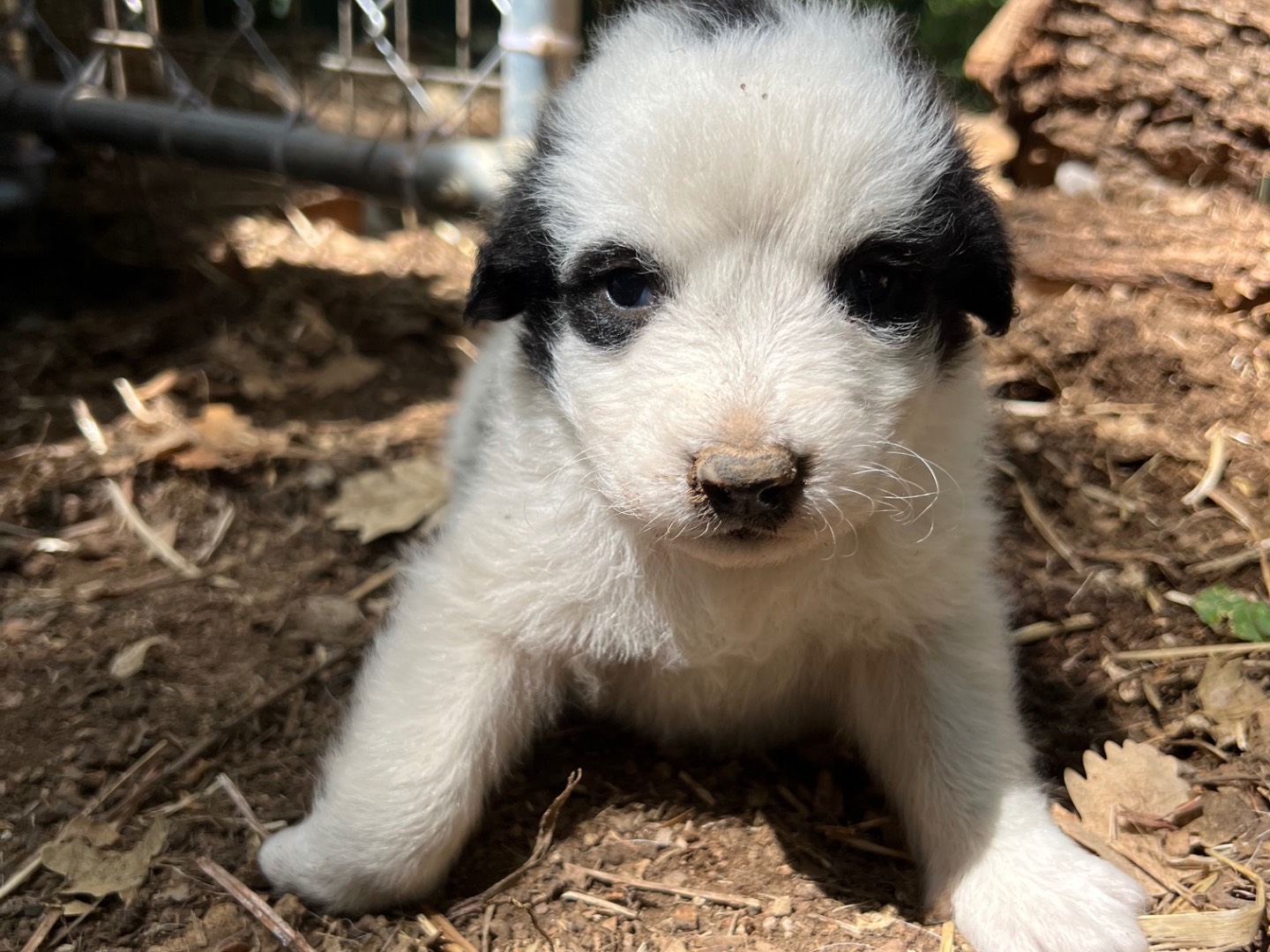 Adotta un cane, femmina, 1 mesi, Roma