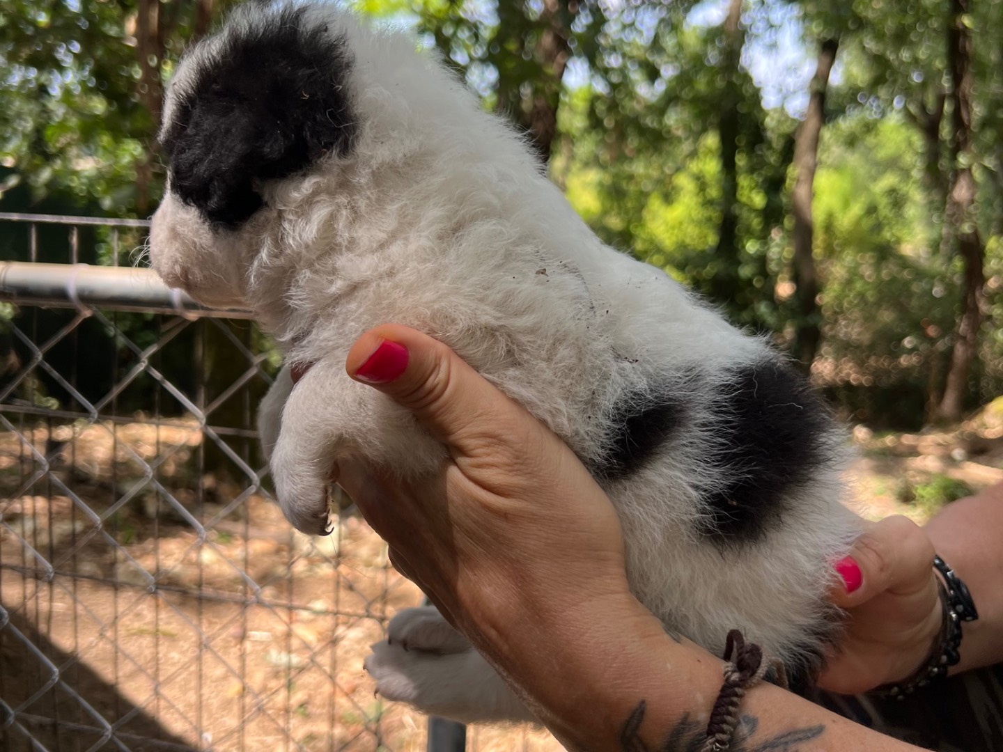 Adotta un cane, taglia media, femmina, Roma