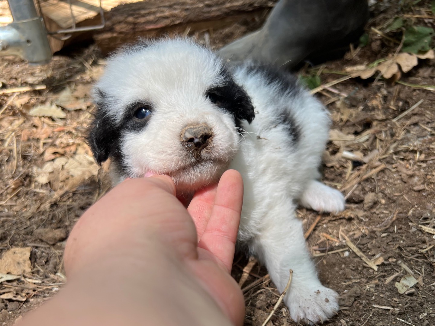 Vuoi adottare un cane a Roma?
