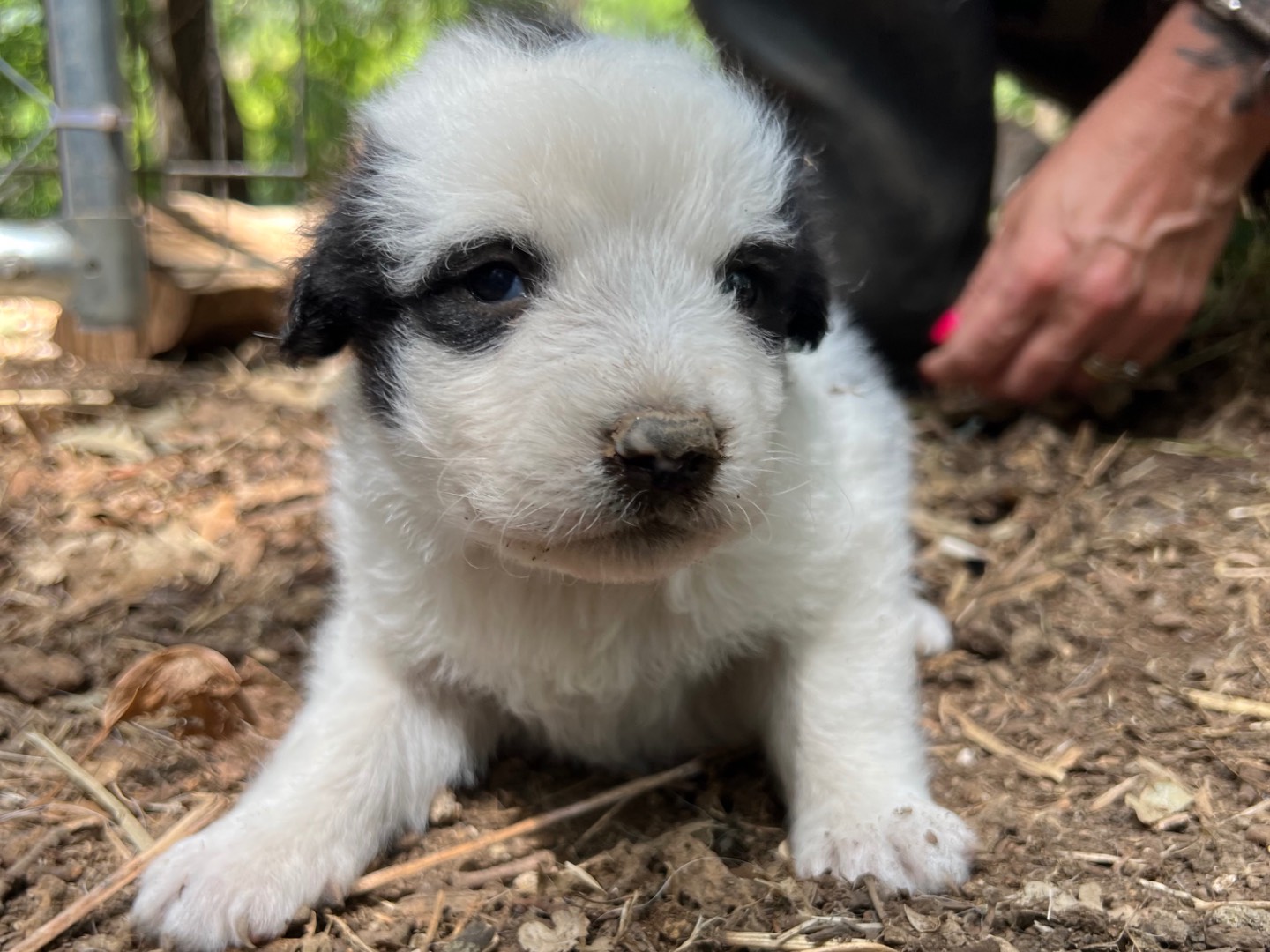 Adotta il cane Quercia a Roma