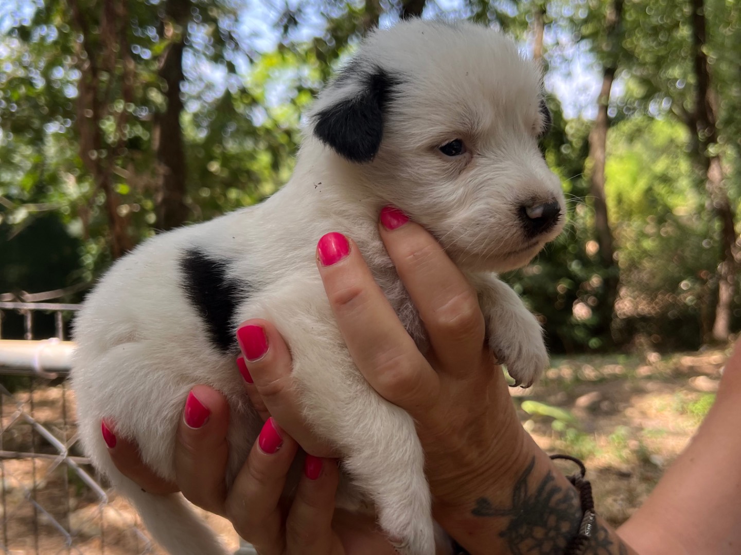 Adotta un cane, taglia media, femmina, Roma
