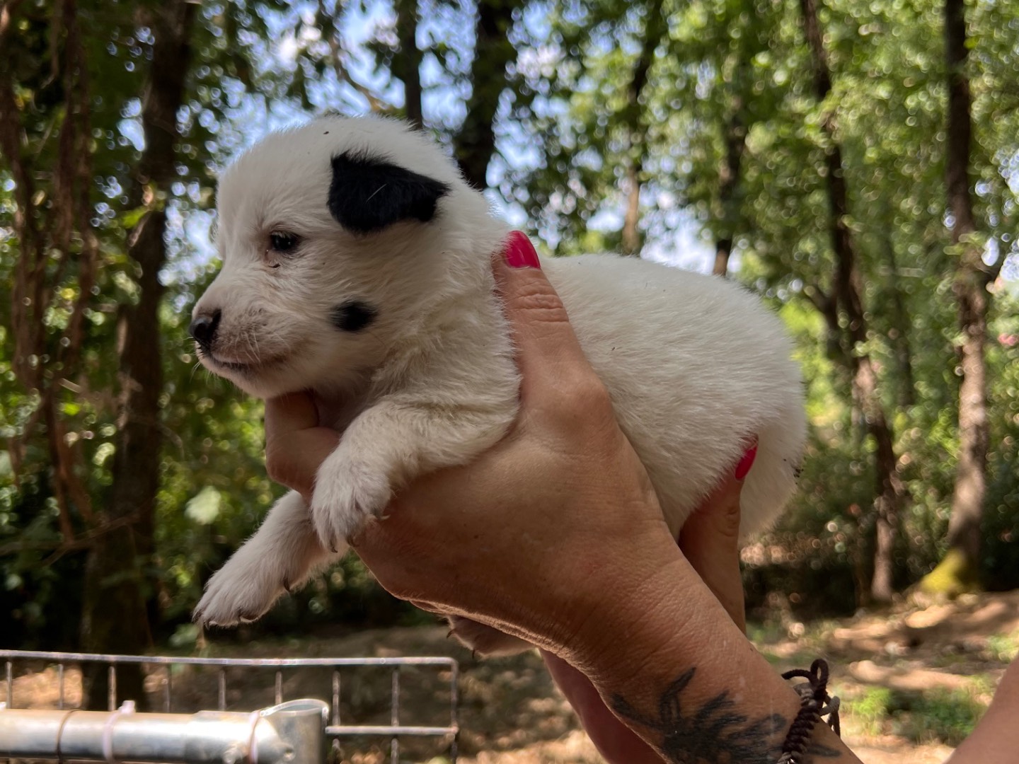 Vuoi adottare un cane a Roma?