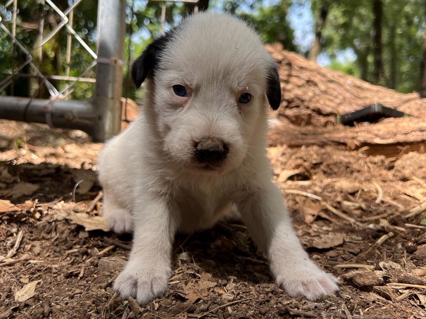 Adotta un cane, femmina, 1 mesi, Roma
