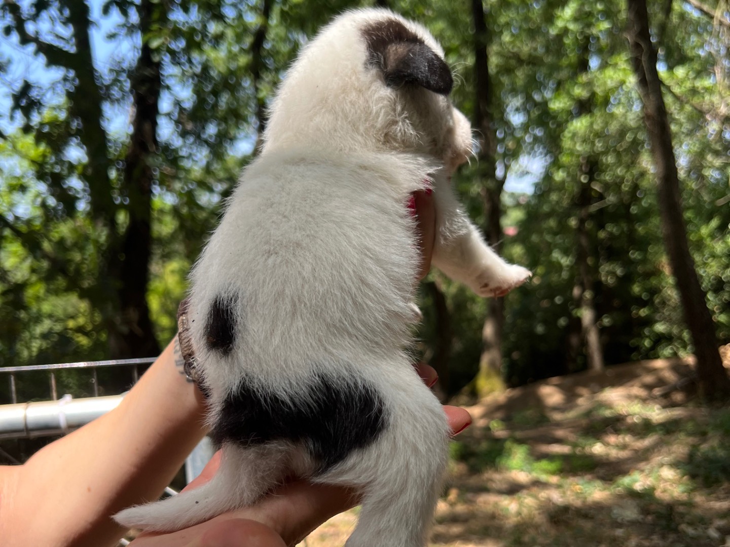 Adotta un cane, taglia media, femmina, Roma