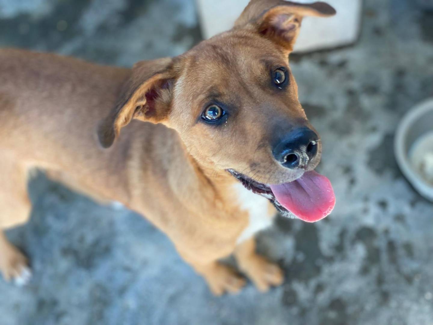 Adozione cane, maschio, Razza sconosciuta Razza sconosciuta, 10 mesi, taglia piccola, Napoli