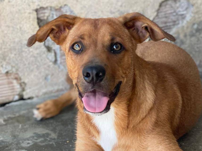Adotta un cane, maschio, 10 mesi, Napoli