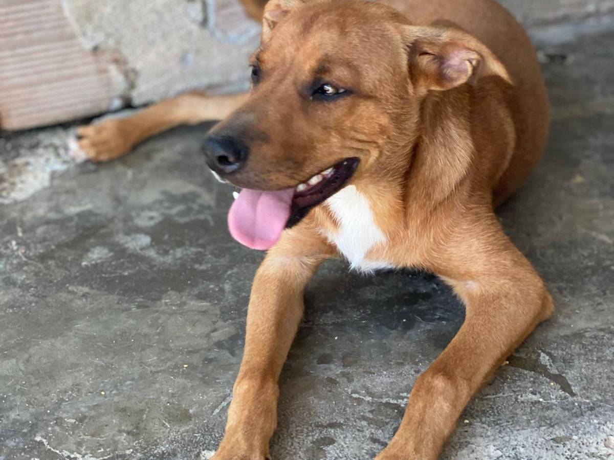 Adotta un cane, taglia piccola, maschio, Napoli