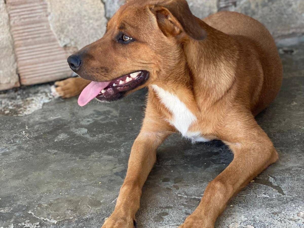 Vuoi adottare un cane a Napoli?