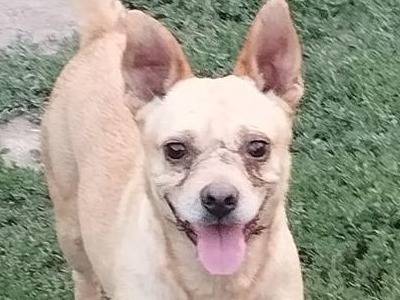 Adozione cane, maschio, Razza sconosciuta Razza sconosciuta, 7 anni e 10 mesi, taglia media contenuta, Napoli