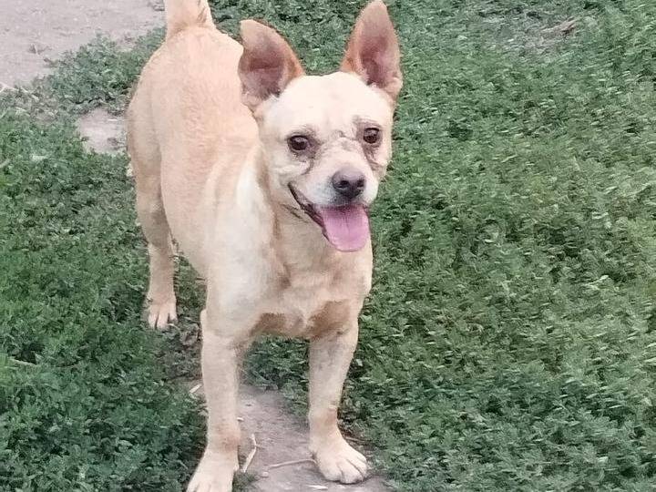 Adotta un cane, maschio, 7 anni e 10 mesi, Napoli