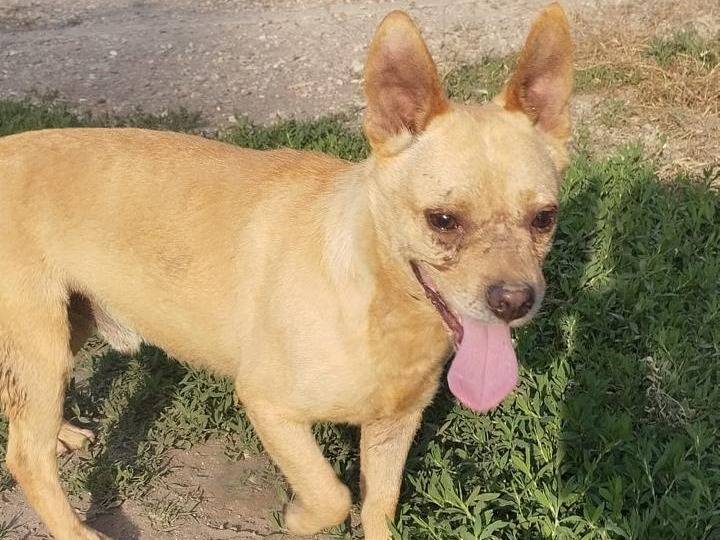 Adotta un cane, taglia media contenuta, maschio, Napoli